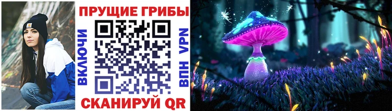 Купить где  Кингисепп  Псилоцибиновые грибы Cubensis 